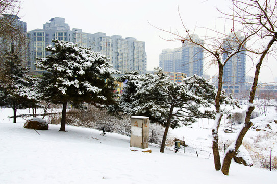 鞍山孟泰公园几株雪挂松树