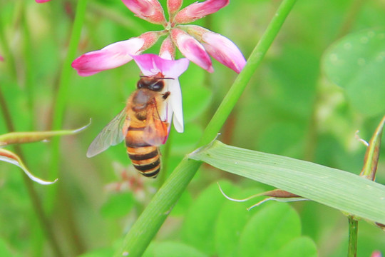 蜜蜂