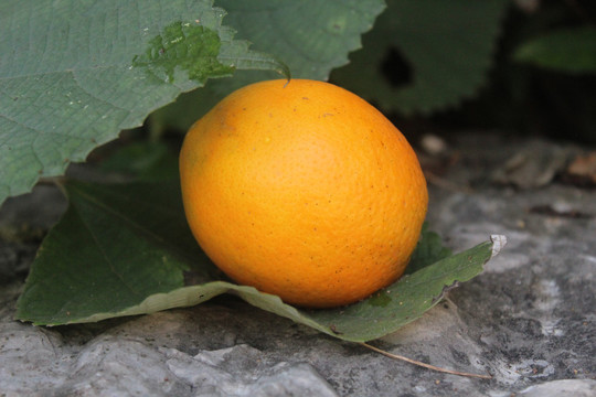 丑苹果橙子椪柑桔子相机