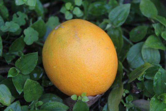 外景橙子椪柑橘子桔子水果