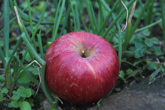 丑苹果红苹果自然外景水果
