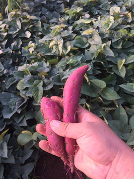 红薯紫薯地瓜红苕