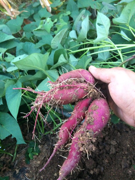 红薯紫薯地瓜