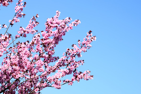 樱花花枝