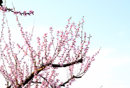 桃花盛开