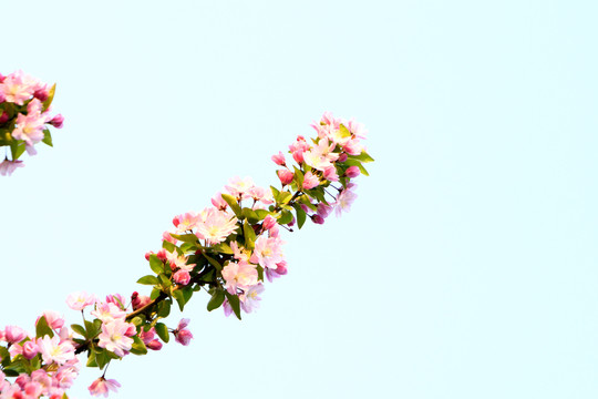 一枝海棠花