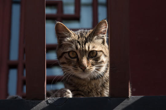 栏杆后的小猫咪