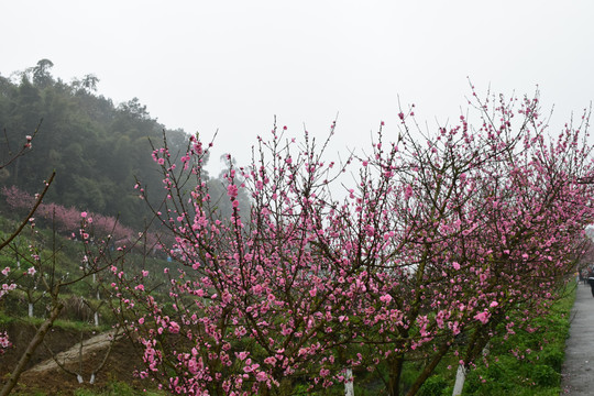 桃花桃树桃林