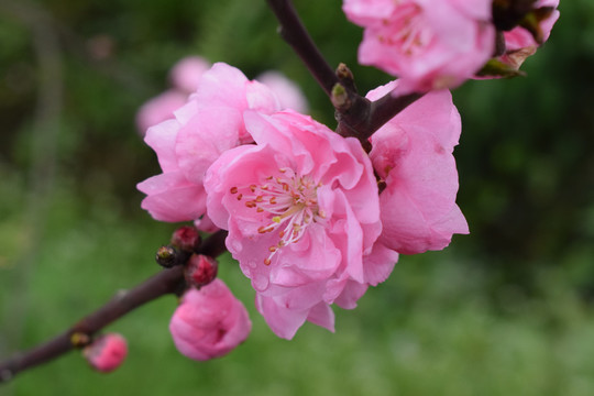 桃花桃树桃林