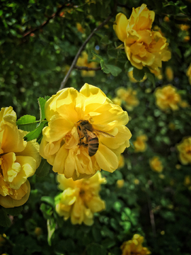 蜜蜂钻进花里面