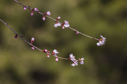 桃花