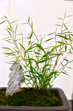 盆景植物山竹