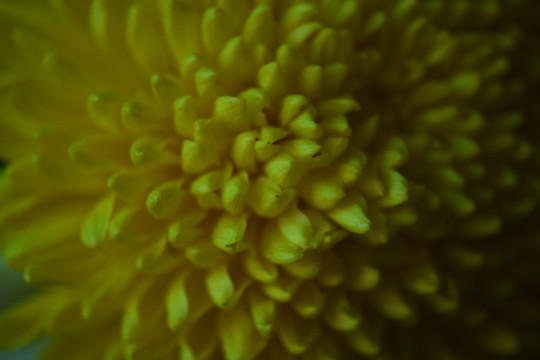 黄菊花