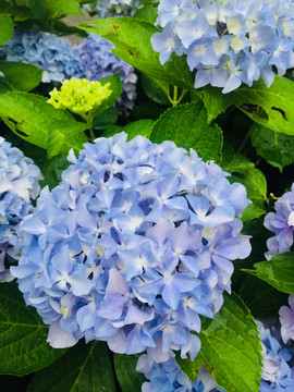 蓝紫绣球花