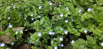 小蓝花朵