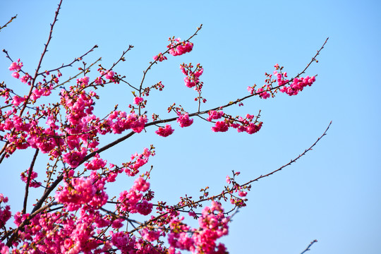 桃花