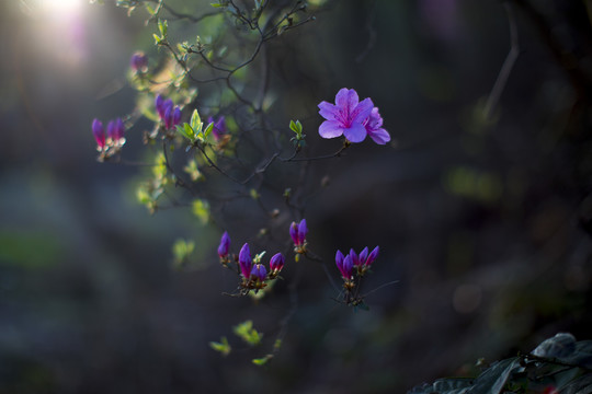 杜鹃花