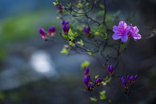 杜鹃花