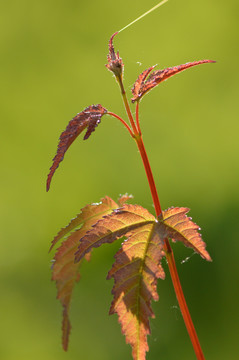 枝芽