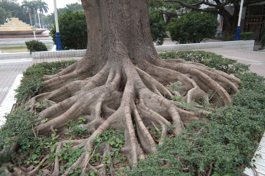 黄葛榕树根