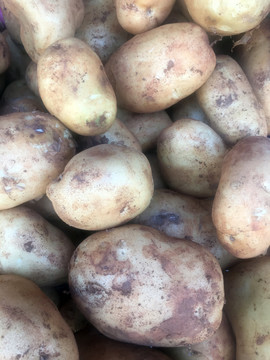 新品土豆