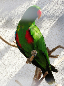 红领绿鹦鹉