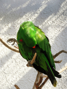 红领绿鹦鹉