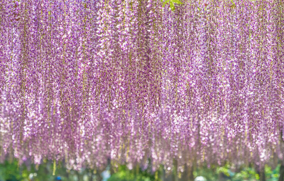 朦胧紫藤花