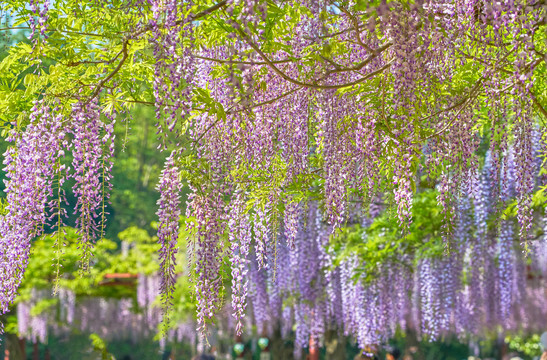 紫藤花