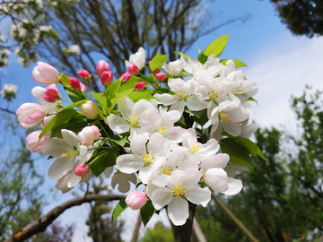 八棱海棠 海棠花
