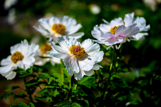 牡丹花与小蜜蜂