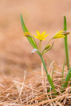 盛开的顶冰花