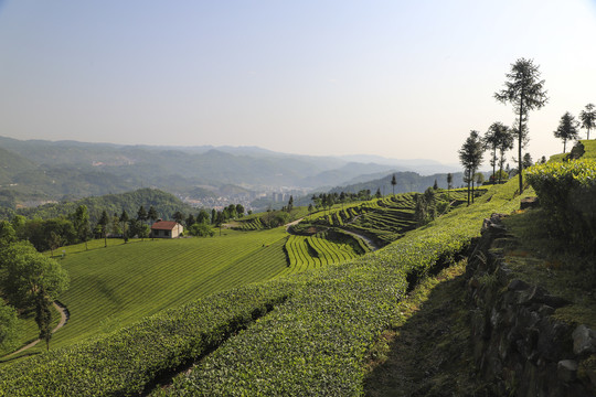 茶叶基地