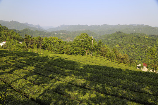 茶叶基地