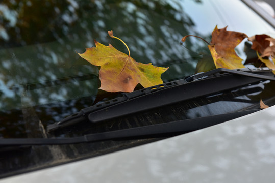 落在汽车上的叶子