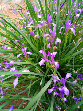 马莲花马兰花