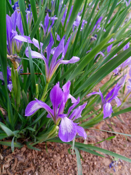 马莲花马兰花