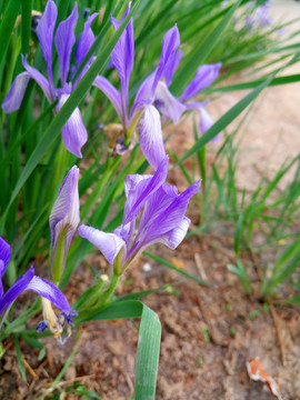 马莲花马兰花