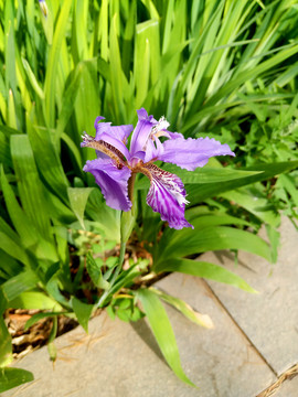 鸢尾花