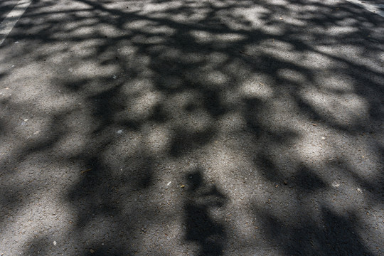 地面树影