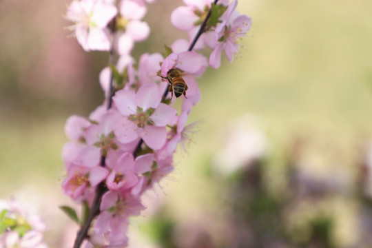 榆叶梅和蜜蜂