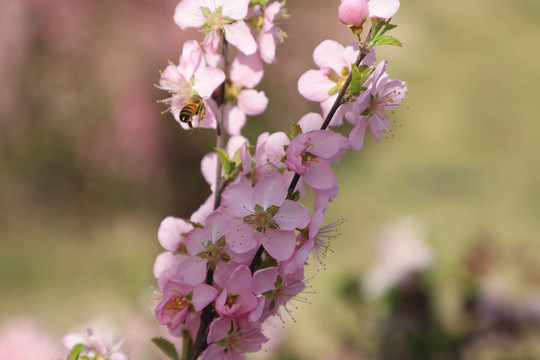 榆叶梅和蜜蜂
