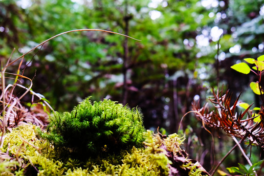 青苔微景观