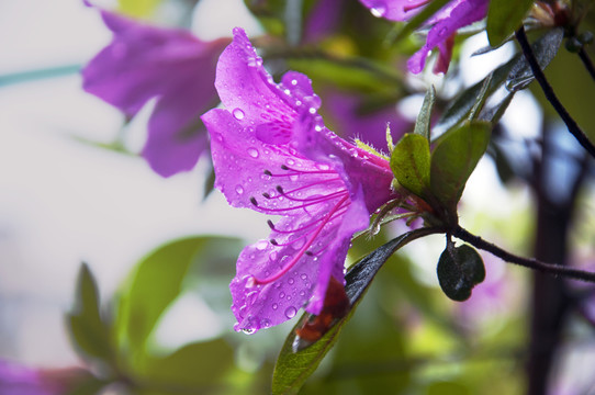 雨后花开