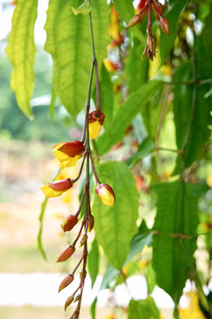 禾花雀