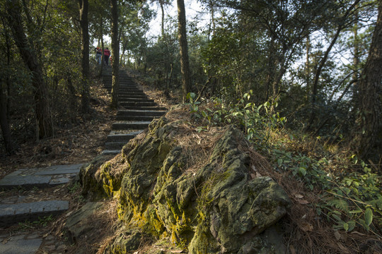 林中小路