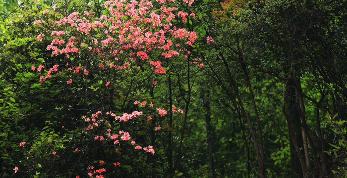 野生杜鹃花