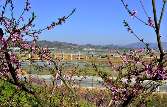 郧阳汉江流域周边盛开的桃花