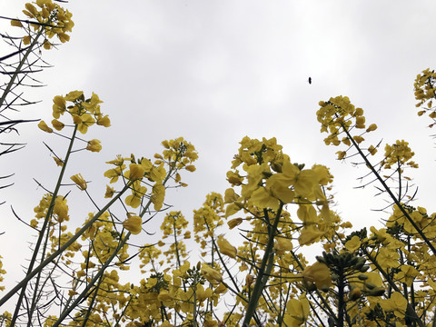 仰视黄色油菜花丛