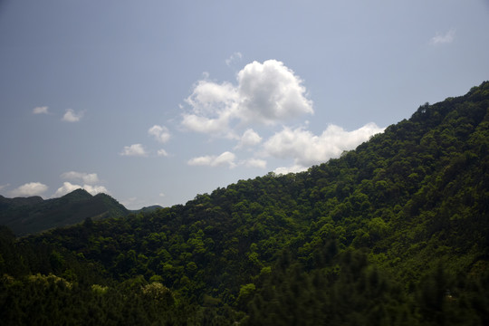 绿色景观